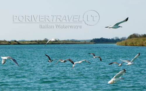 volo di gabbiani in laguna